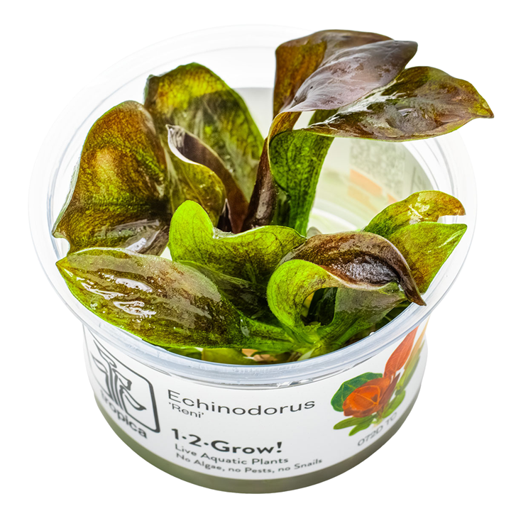 Echinodorus 'Reni' — Tropica 072D TC