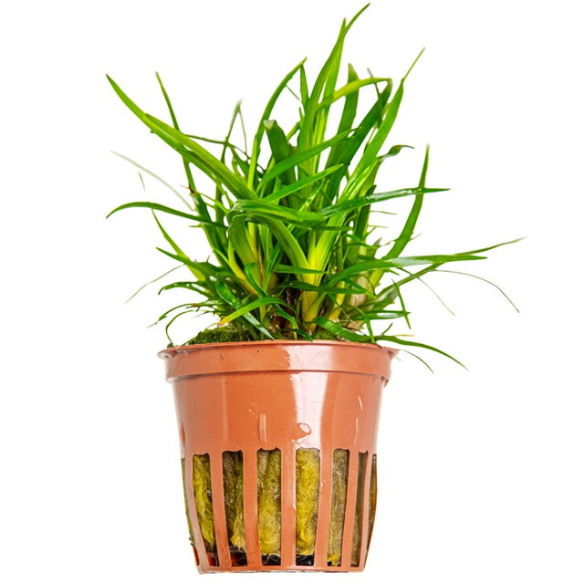 Eriocaulon sp. 'Vietnam' — Tropica 091A