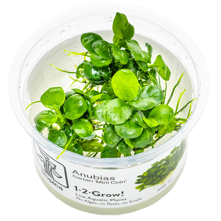 Anubias barteri 'Mini Coin' — Tropica 101B TC