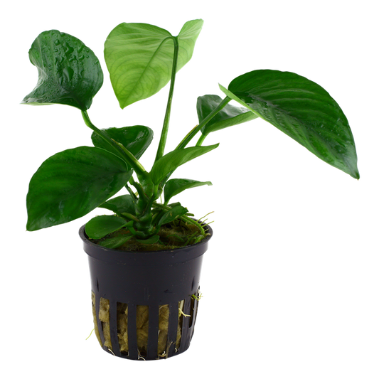 Anubias barteri caladiifolia — Tropica 101U