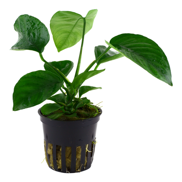 Anubias barteri caladiifolia — Tropica 101U