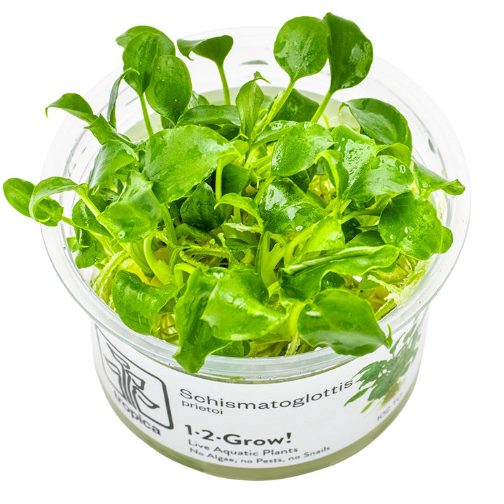 Schismatoglottis prietoi — Tropica 102 TC