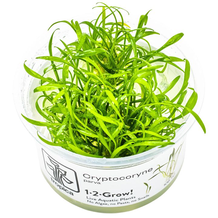 Cryptocoryne parva — Tropica 106 TC