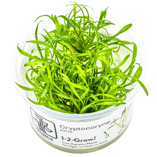 Cryptocoryne parva — Tropica 106 TC