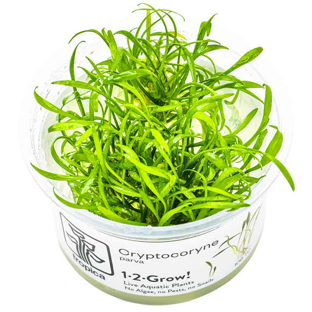 Cryptocoryne parva — Tropica 106 TC
