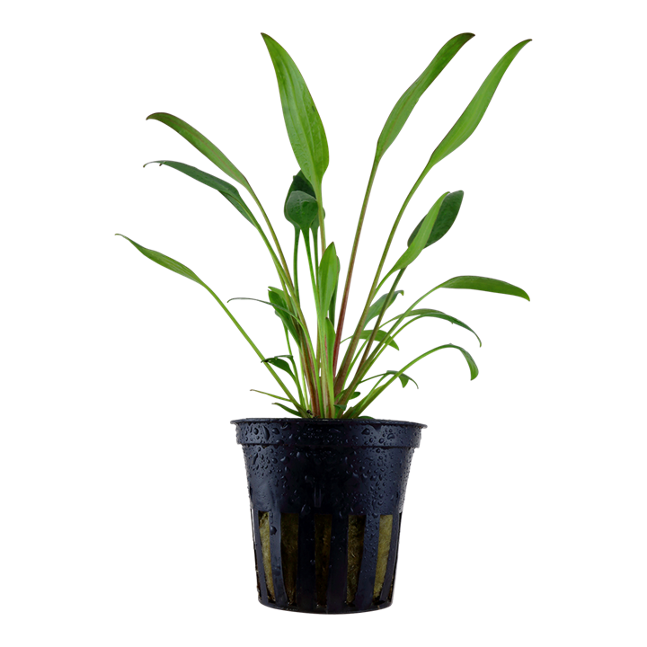 Cryptocoryne x willisii — Tropica 107