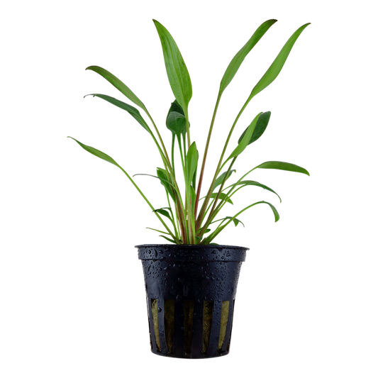 Cryptocoryne x willisii — Tropica 107