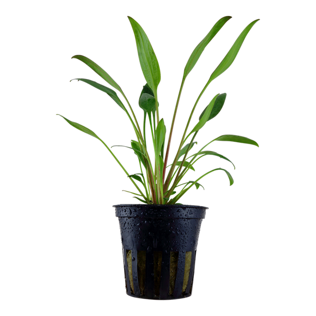 Cryptocoryne x willisii — Tropica 107