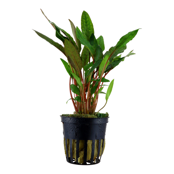 Cryptocoryne beckettii 'Petchii' — pot