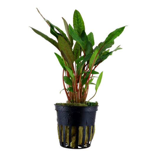 Cryptocoryne beckettii 'Petchii' — pot
