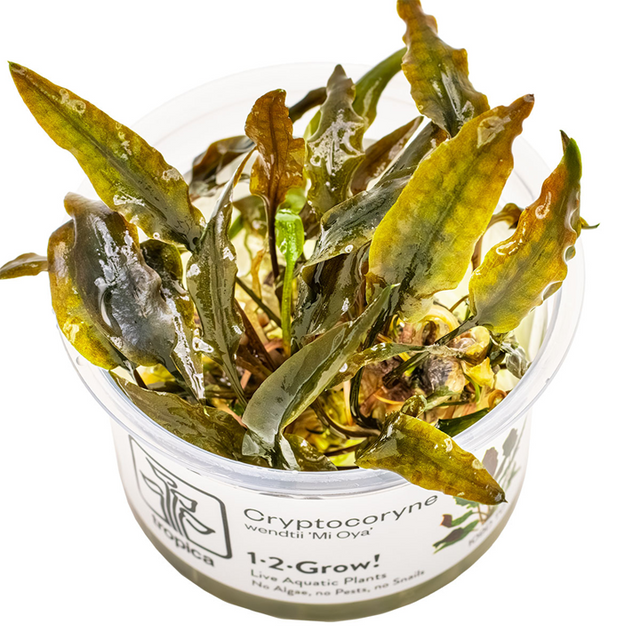 Cryptocoryne wendtii 'Mi Oya' — Tropica 109D TC