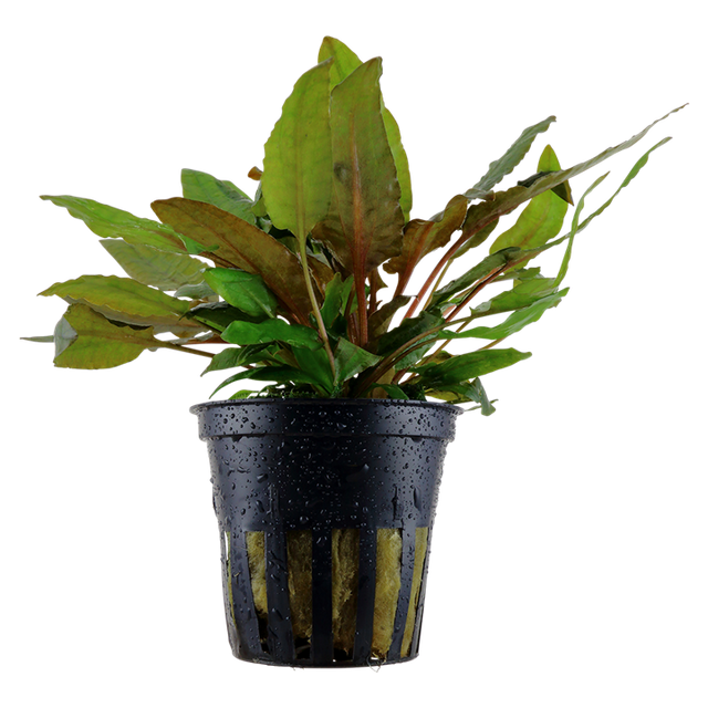 Cryptocoryne wendtii 'Tropica' — Tropica 109E
