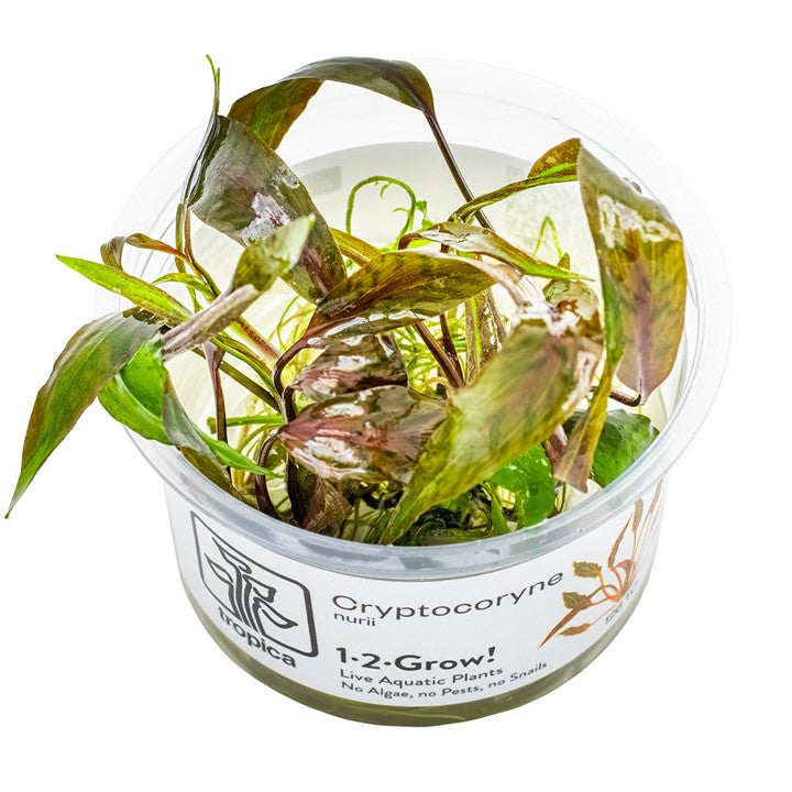 Cryptocoryne nurii — Tropica 126 TC