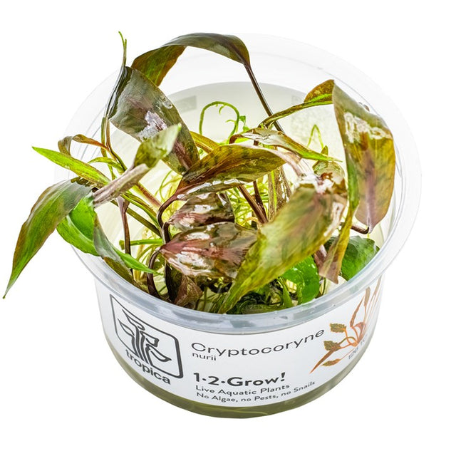 Cryptocoryne nurii — Tropica 126 TC