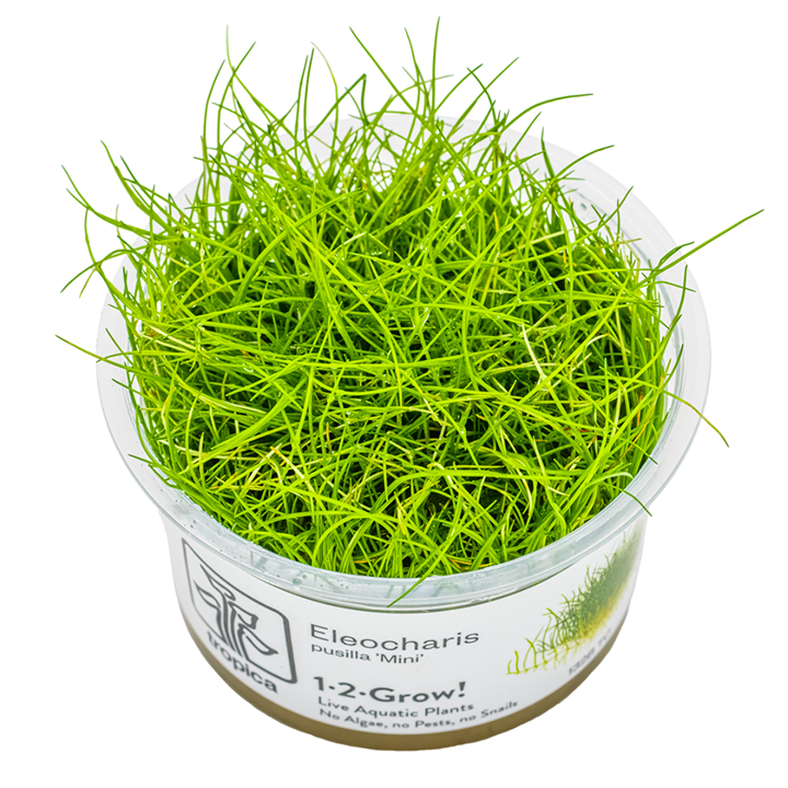 Eleocharis pusilla 'Mini' — Tropica 132B TC