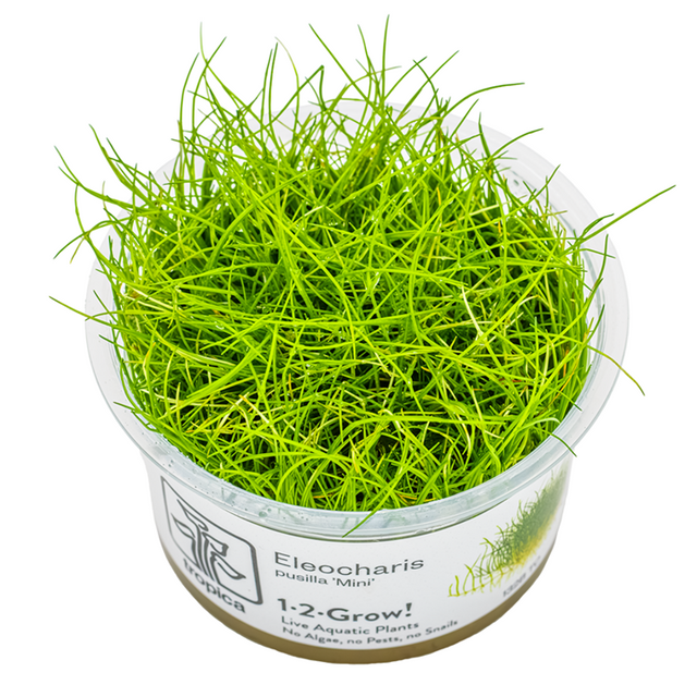 Eleocharis pusilla 'Mini' — Tropica 132B TC