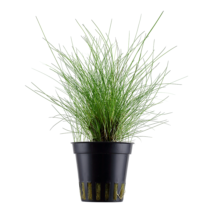 Eleocharis parvula — Tropica 132C