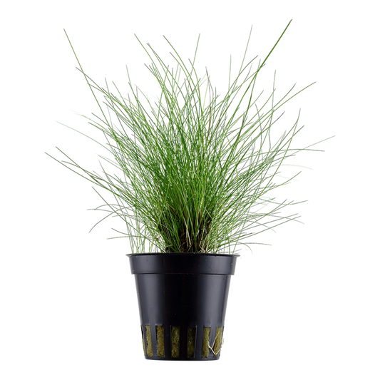 Eleocharis parvula — Tropica 132C
