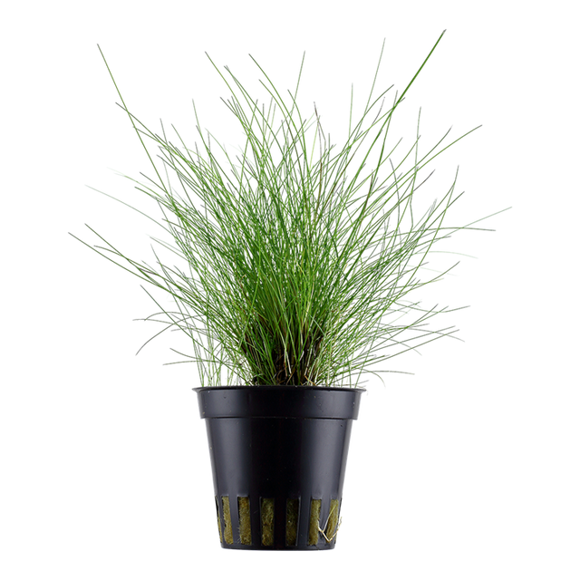 Eleocharis parvula — Tropica 132C