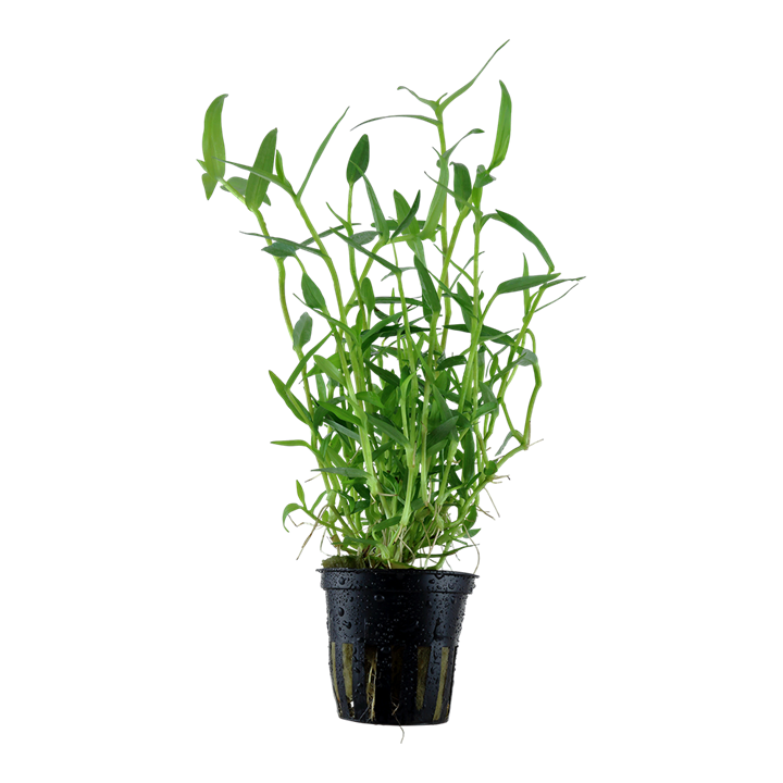 Murdannia keisak — Tropica 135