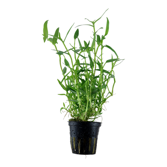 Murdannia keisak — Tropica 135