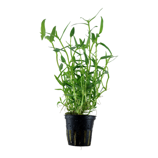 Murdannia keisak — Tropica 135