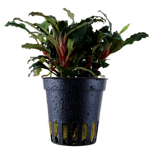 Bucephalandra sp. 'Red' — Tropica 139A