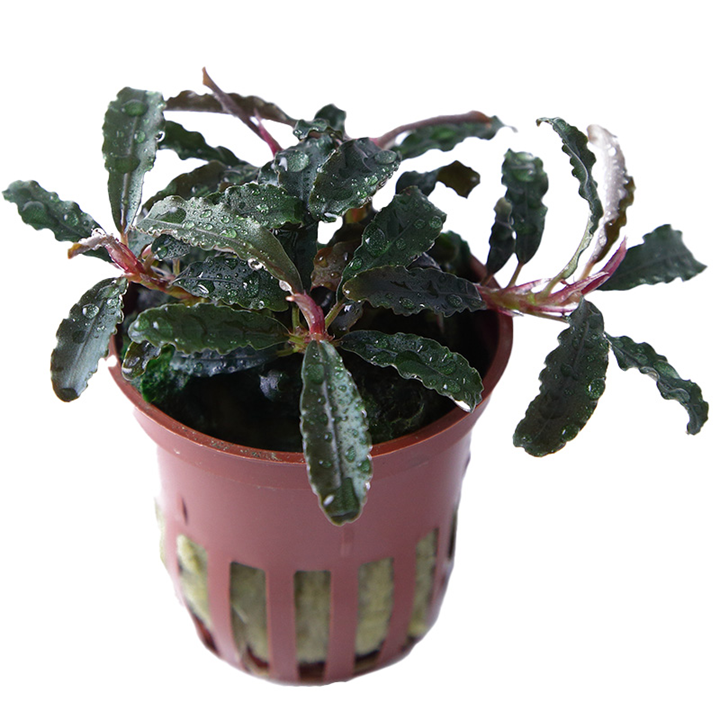 Bucephalandra diabolica 'Kedagang' — pot