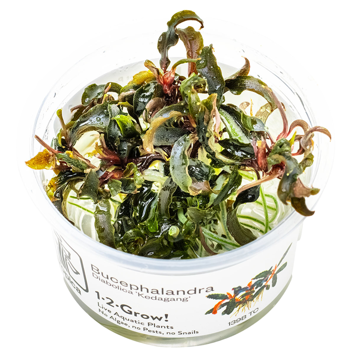 Bucephalandra diabolica' Kedagang' — 1-2-Grow!
