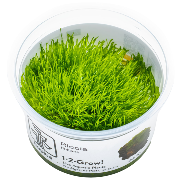 Riccia fluitans — Tropica 1-2-Grow! in vitro