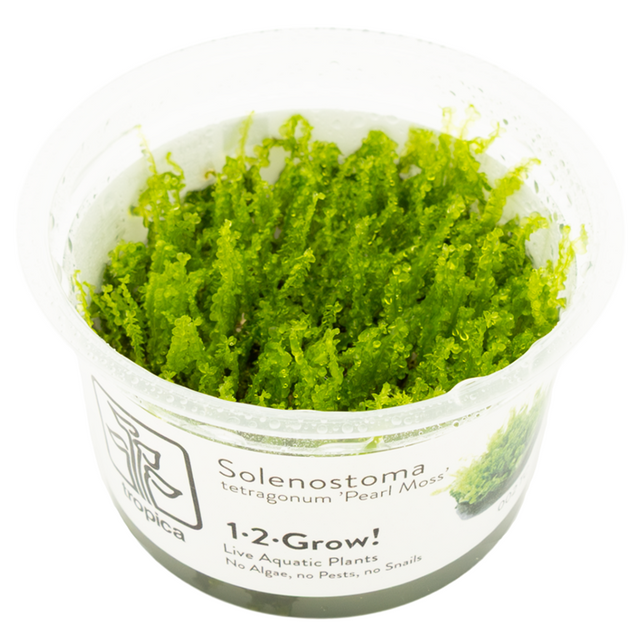 Solenostoma tetragonum 'Pearl Moss' — Tropica 1-2-Grow! in vitro
