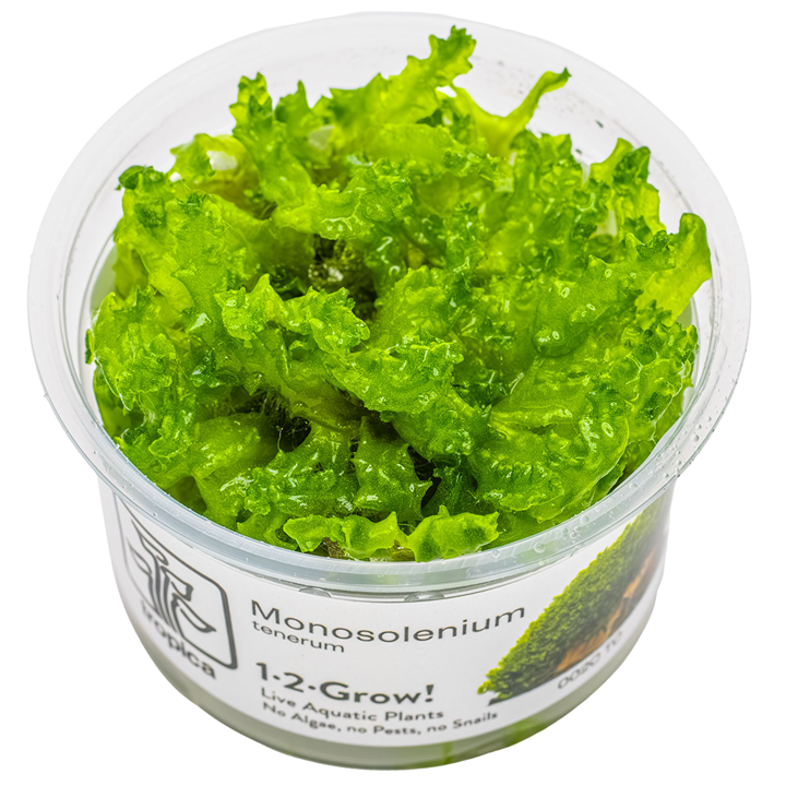 Monosolenium tenerum — Tropica 1-2-Grow! in vitro
