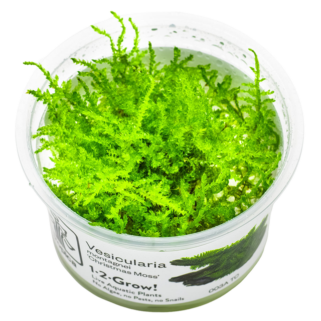 Vesicularia montagnei 'Christmas Moss' — Tropica 1-2-Grow! in vitro