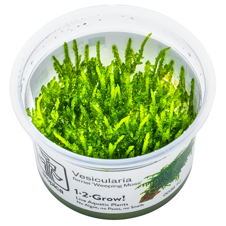 Vesicularia ferriei 'Weeping Moss' — Tropica 1-2-Grow! in vitro