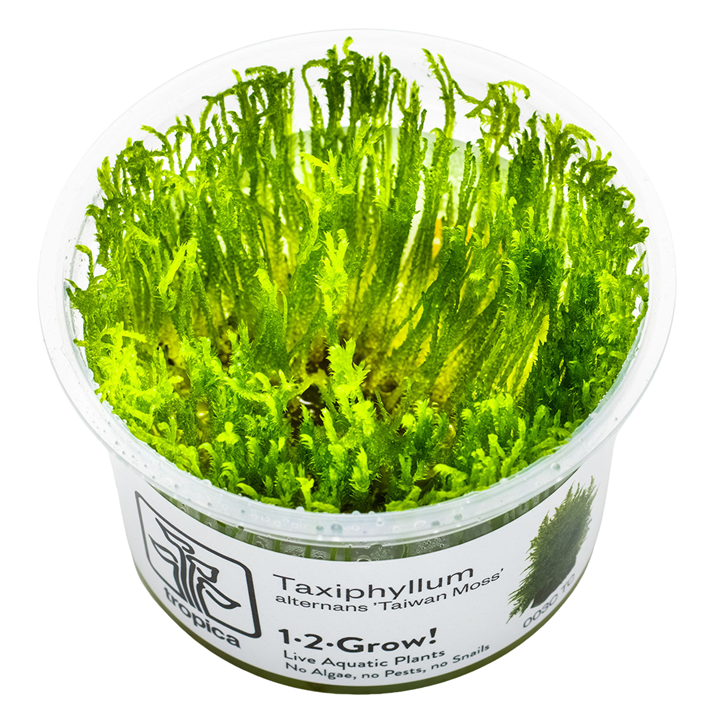 Taxiphyllum alternans 'Taiwan Moss' — Tropica 1-2-Grow! in vitro
