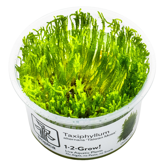 Taxiphyllum alternans 'Taiwan Moss' — Tropica 1-2-Grow! in vitro