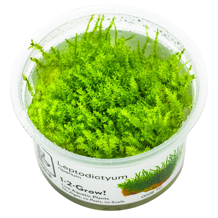 Leptodictyum riparium — Tropica 1-2-Grow! in vitro