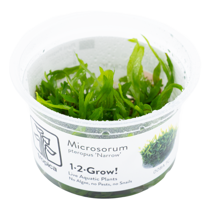 Microsorum pteropus 'Narrow' — Tropica 1-2-Grow! in vitro