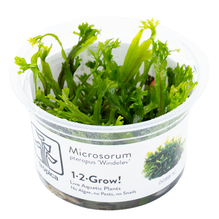 Microsorum pteropus 'Windeløv' — Tropica 1-2-Grow! in vitro