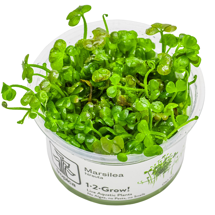 Marsilea hirsuta — Tropica 1-2-Grow! in vitro
