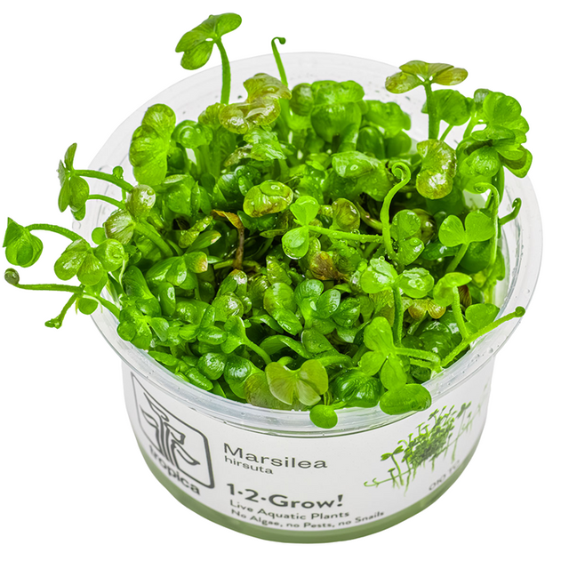 Marsilea hirsuta — Tropica 1-2-Grow! in vitro