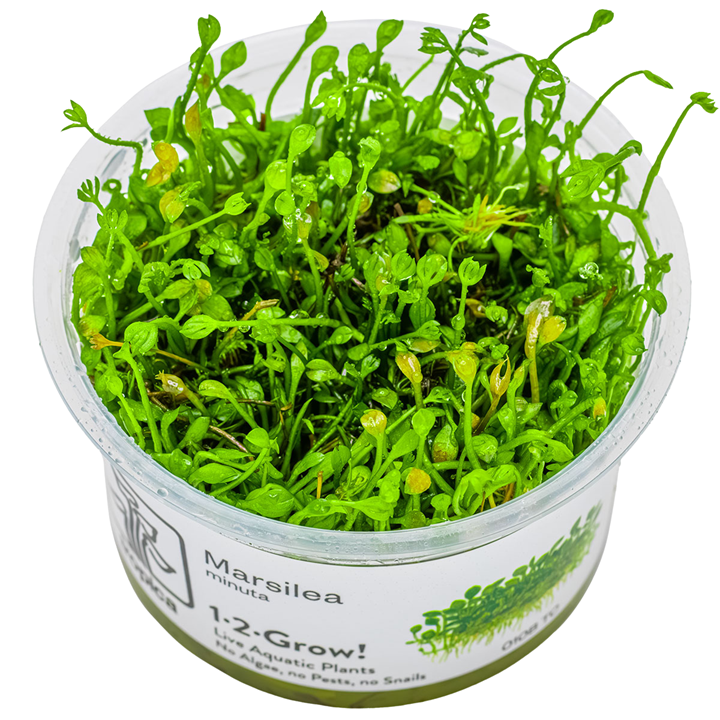 Marsilea minuta — Tropica 1-2-Grow! in vitro