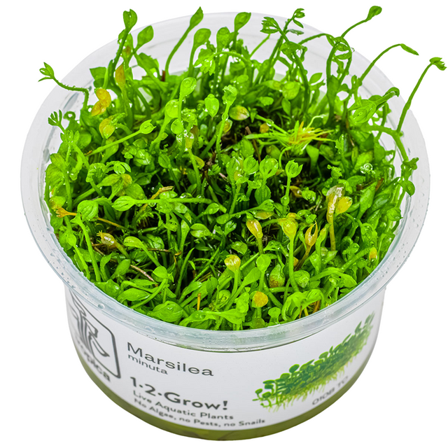 Marsilea minuta — Tropica 1-2-Grow! in vitro