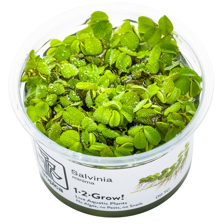 Salvinia minima — Tropica 1-2-Grow! in vitro