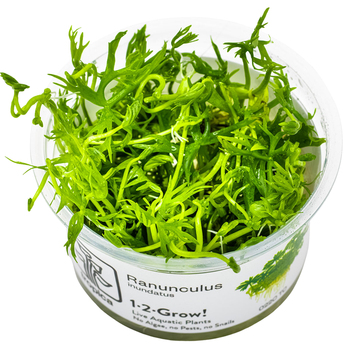 Ranunculus inundatus — Tropica 1-2-Grow! in vitro