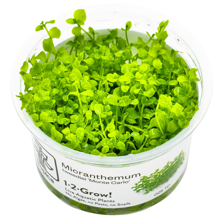 Micranthemum tweediei 'Monte Carlo' — Tropica 1-2-Grow! in vitro