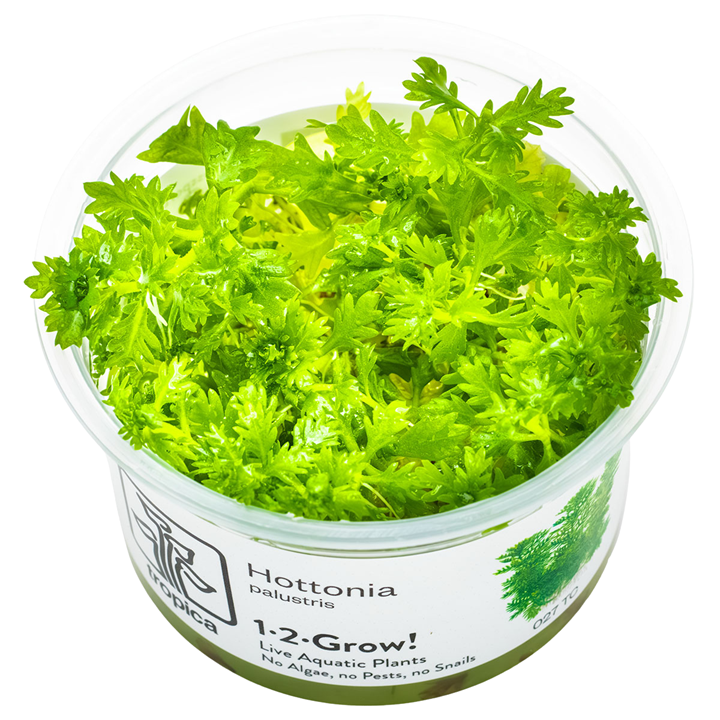 Hottonia palustris — Tropica 1-2-Grow! in vitro