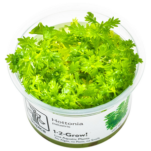 Hottonia palustris