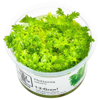 Hottonia palustris — Tropica 1-2-Grow! in vitro