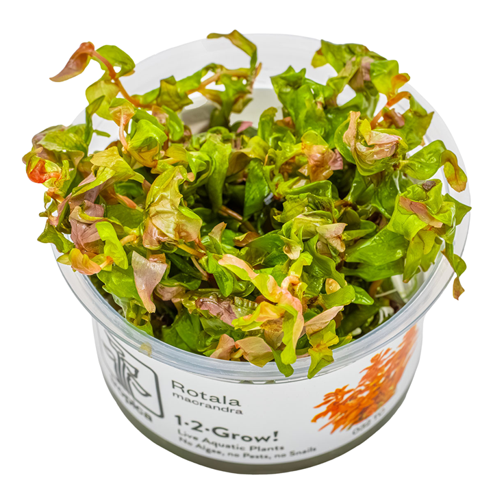 Rotala macrandra — Tropica 1-2-Grow! in vitro